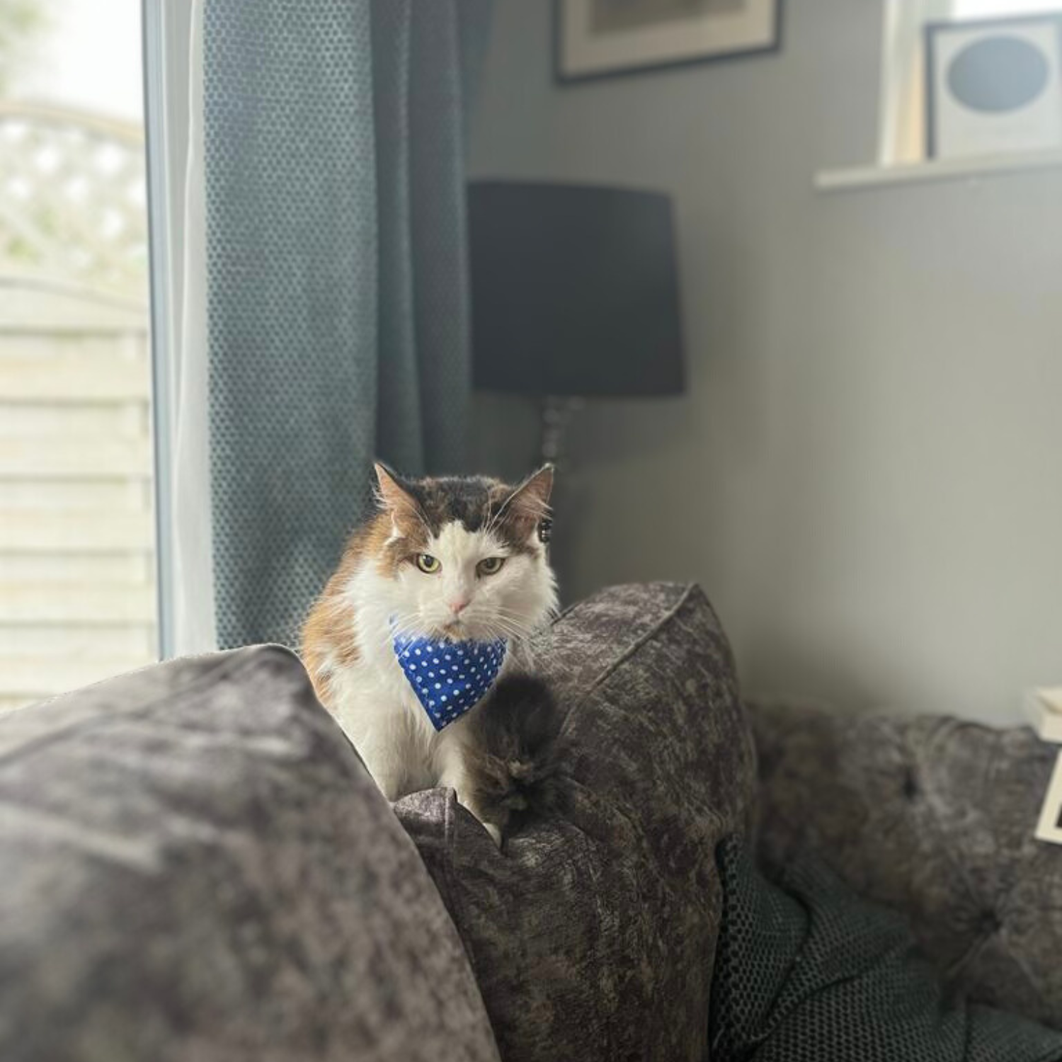 Cat Bandanas