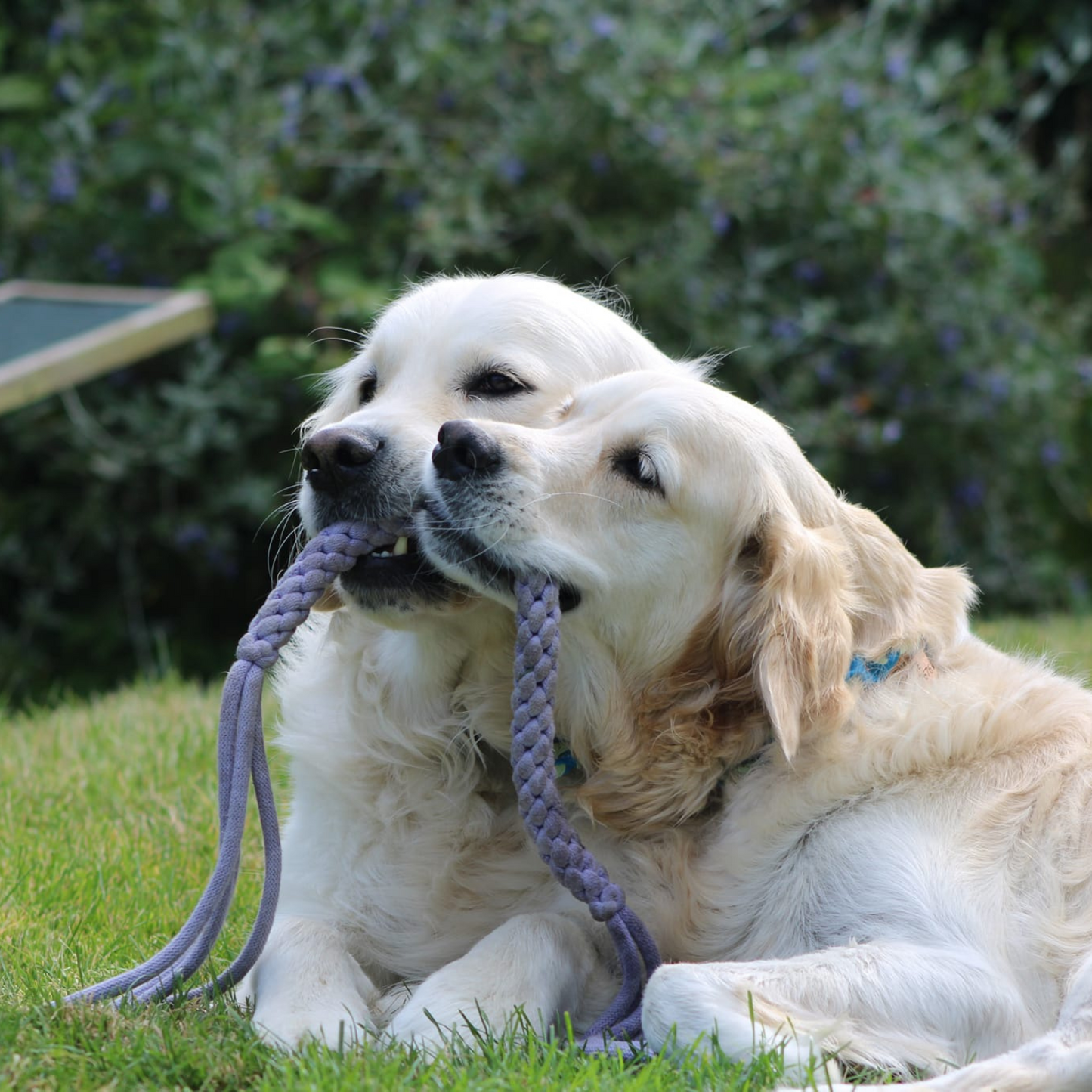 Tassel Tug Dog Toy image 0