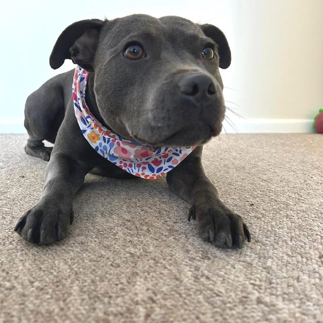 Floral Print Dog Bandana image 3