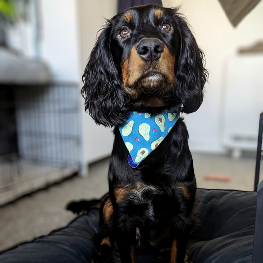 Blue Avocado Dog Scrunchie Bandana image 0