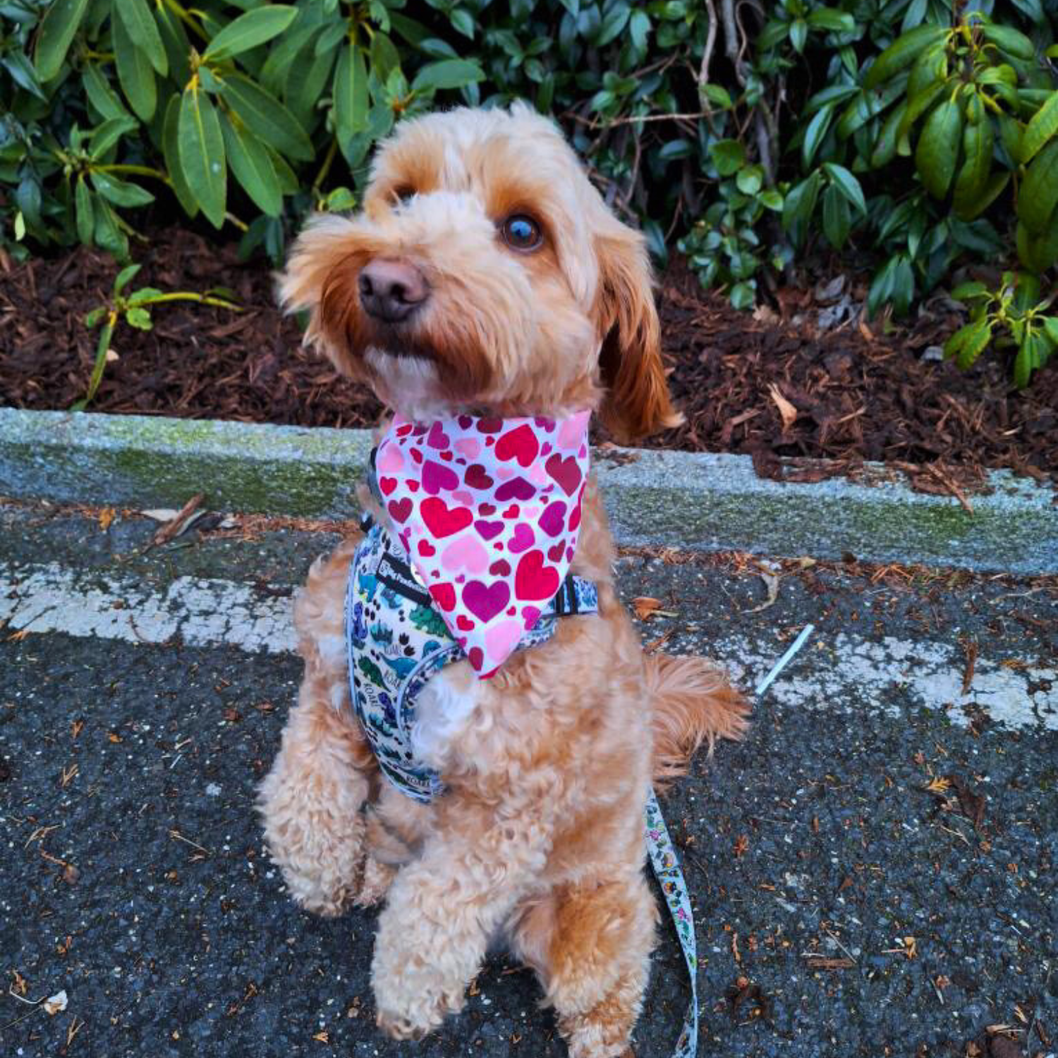 Heart Scrunchie Dog Bandana image 4