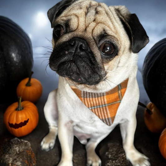 Orange Tartan Dog Bandana image 0