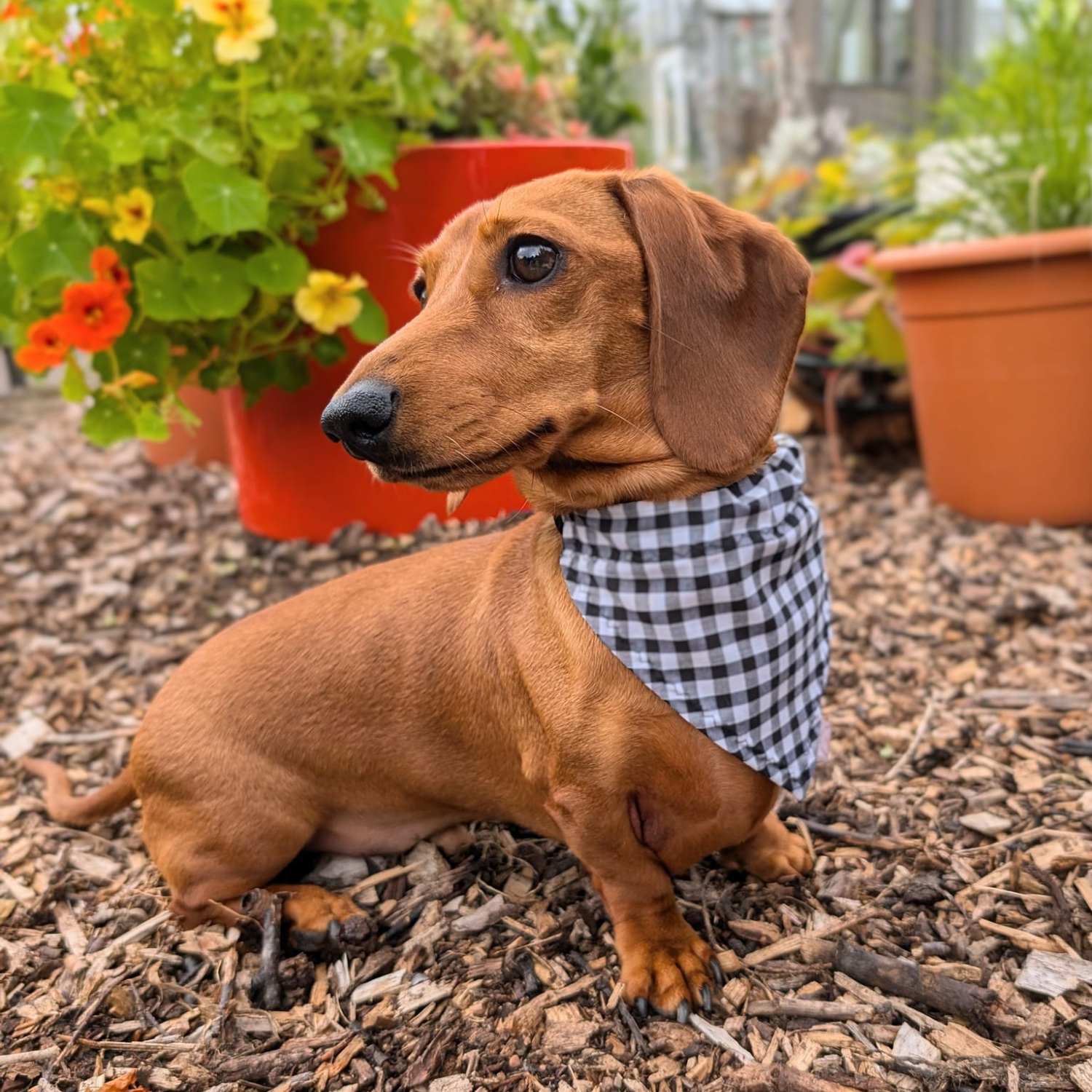 Black Gingham Dog Collar Bandana image 1