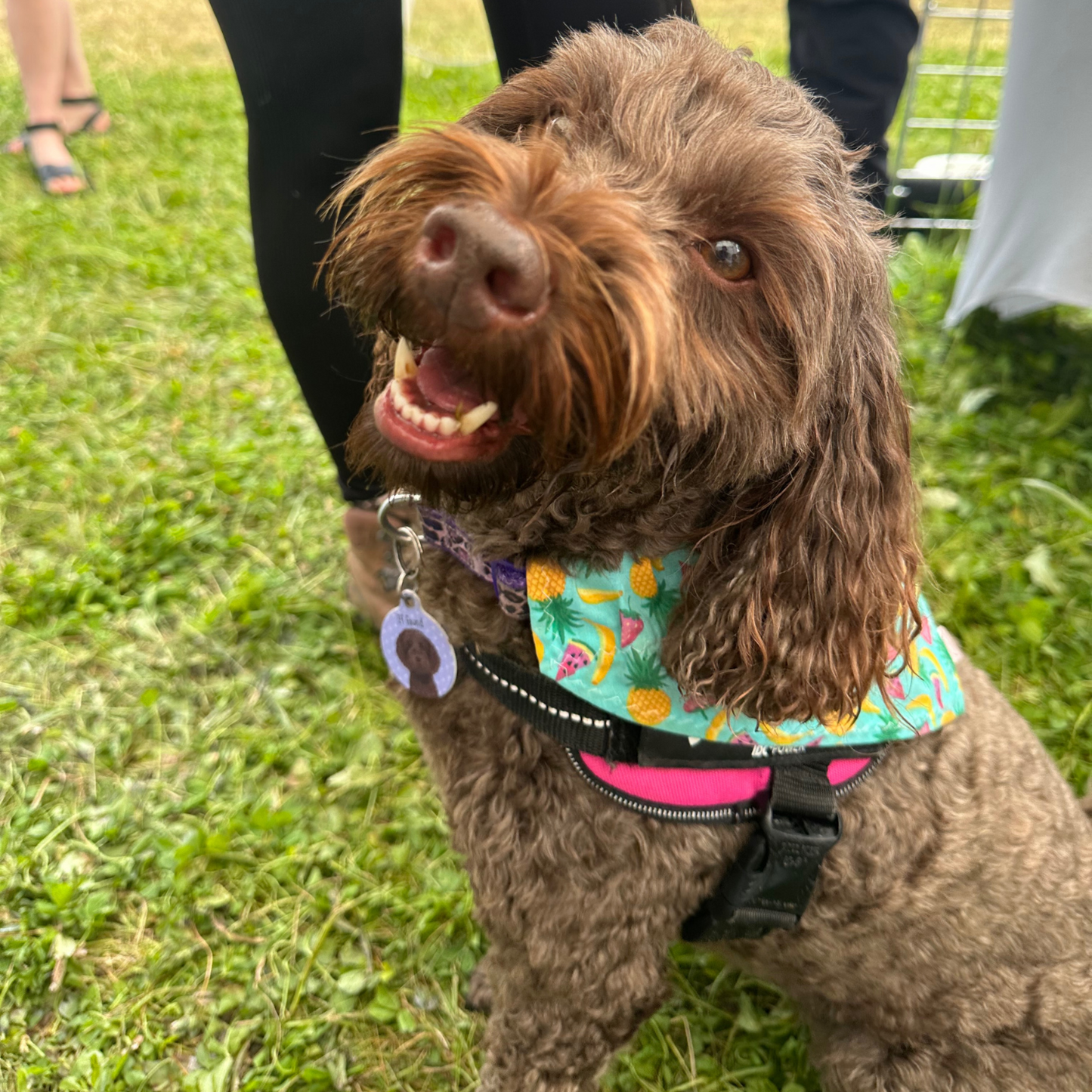 Tropical Fruit Dog Collar Bandana image 2