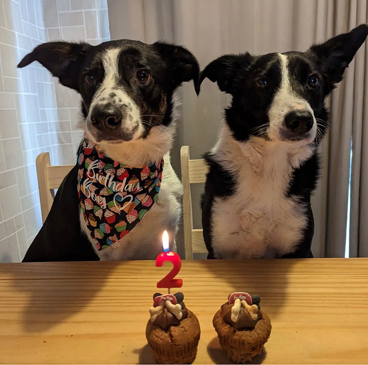 Birthday Cake Dog Bandana