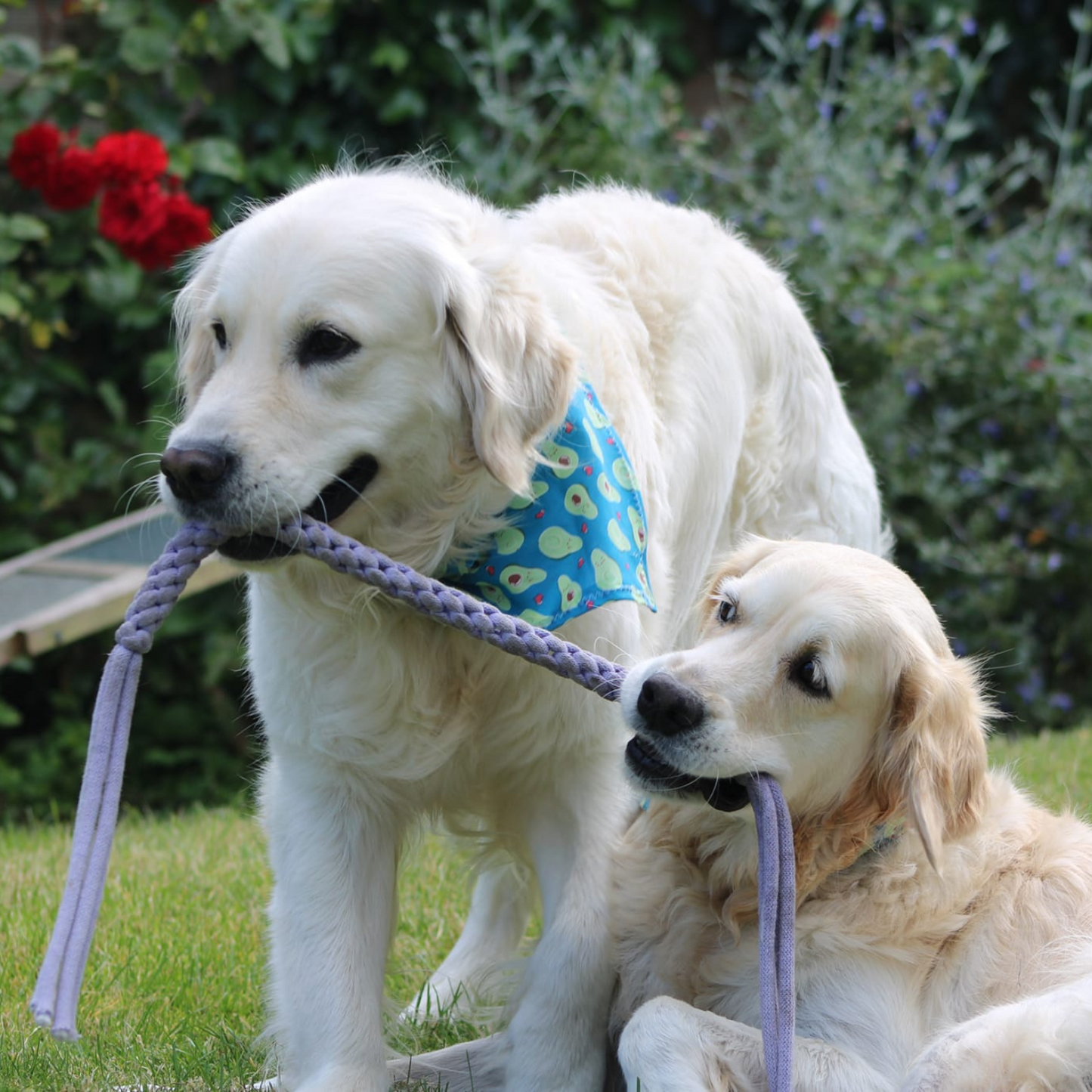 Tassel Tug Dog Toy