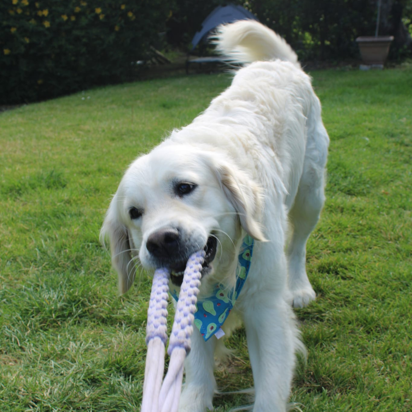 Tassel Tug Dog Toy image 5