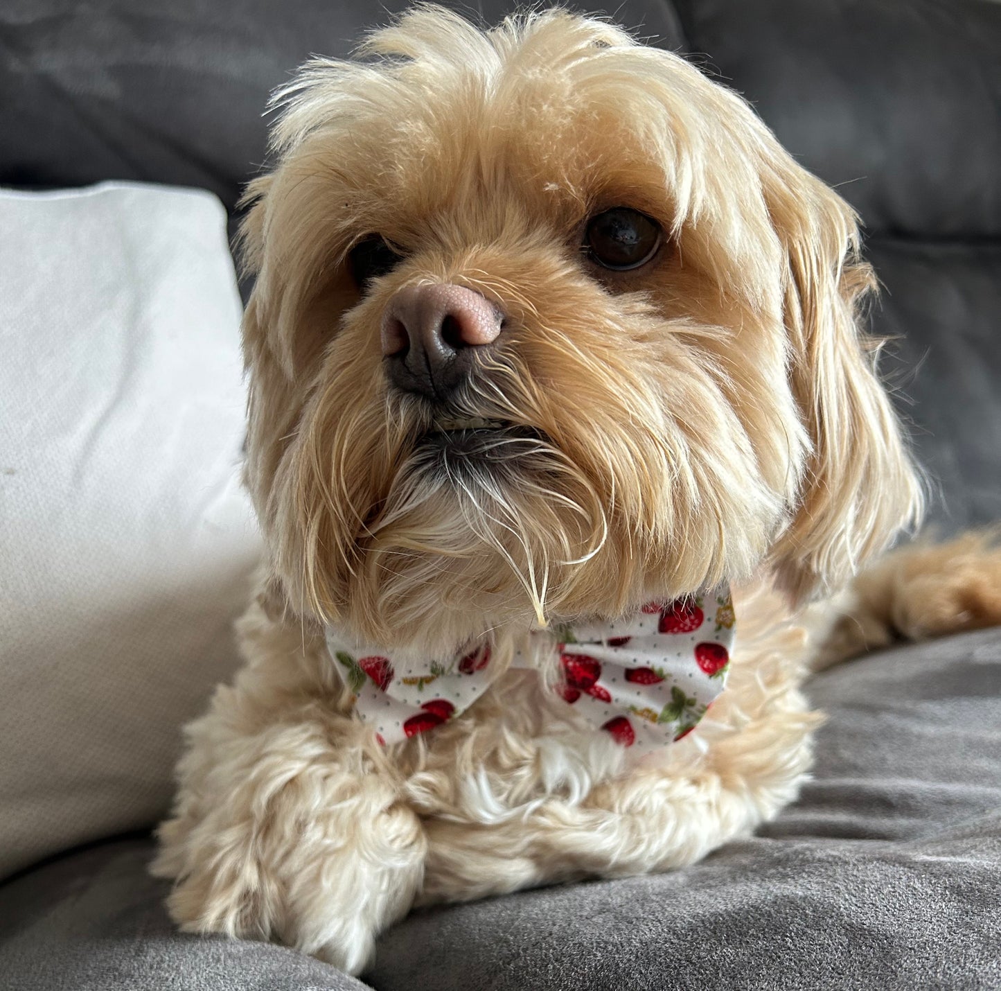 Strawberry Dog Bow Tie image 0