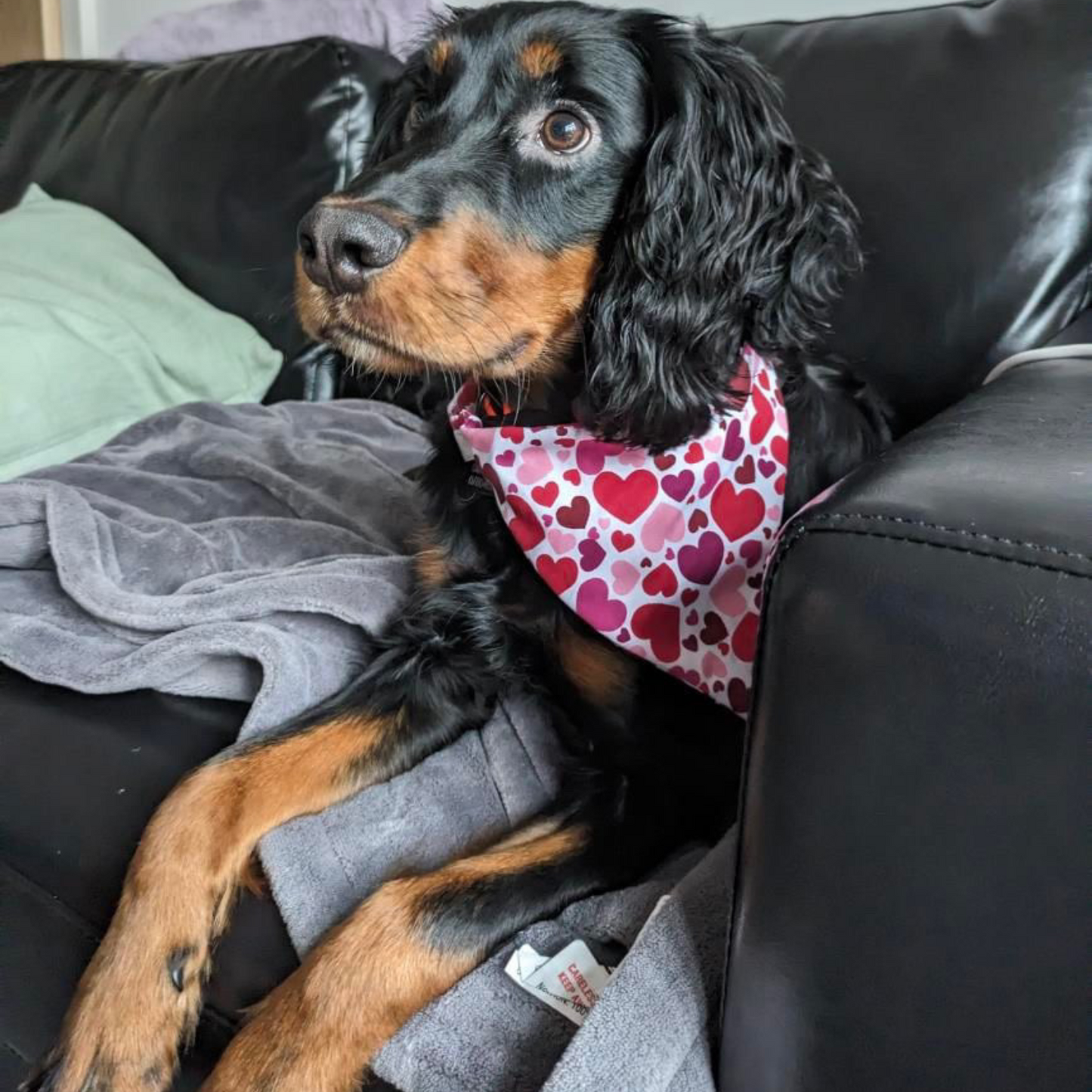 Heart Scrunchie Dog Bandana image 2