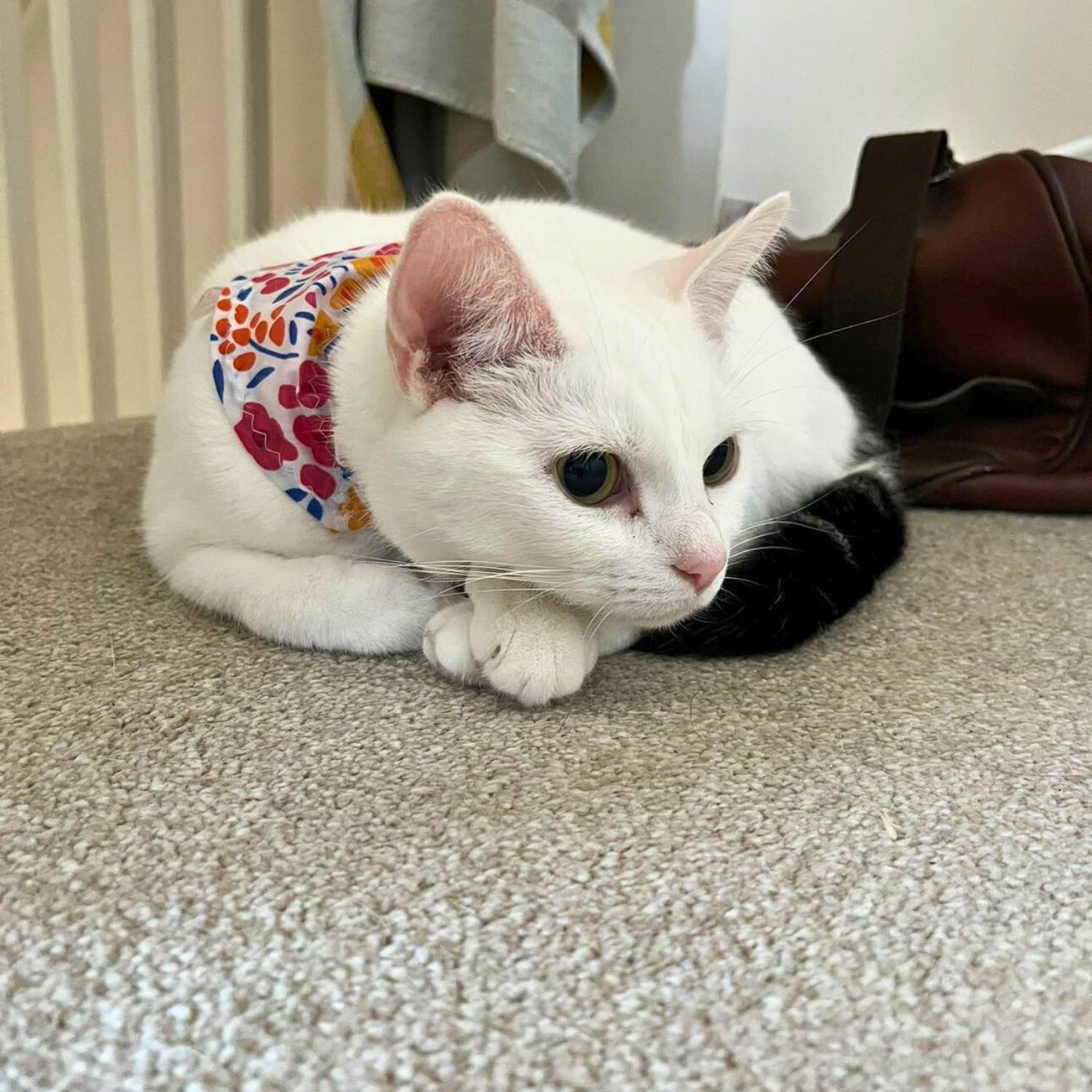 Floral Cat Bandana image 1