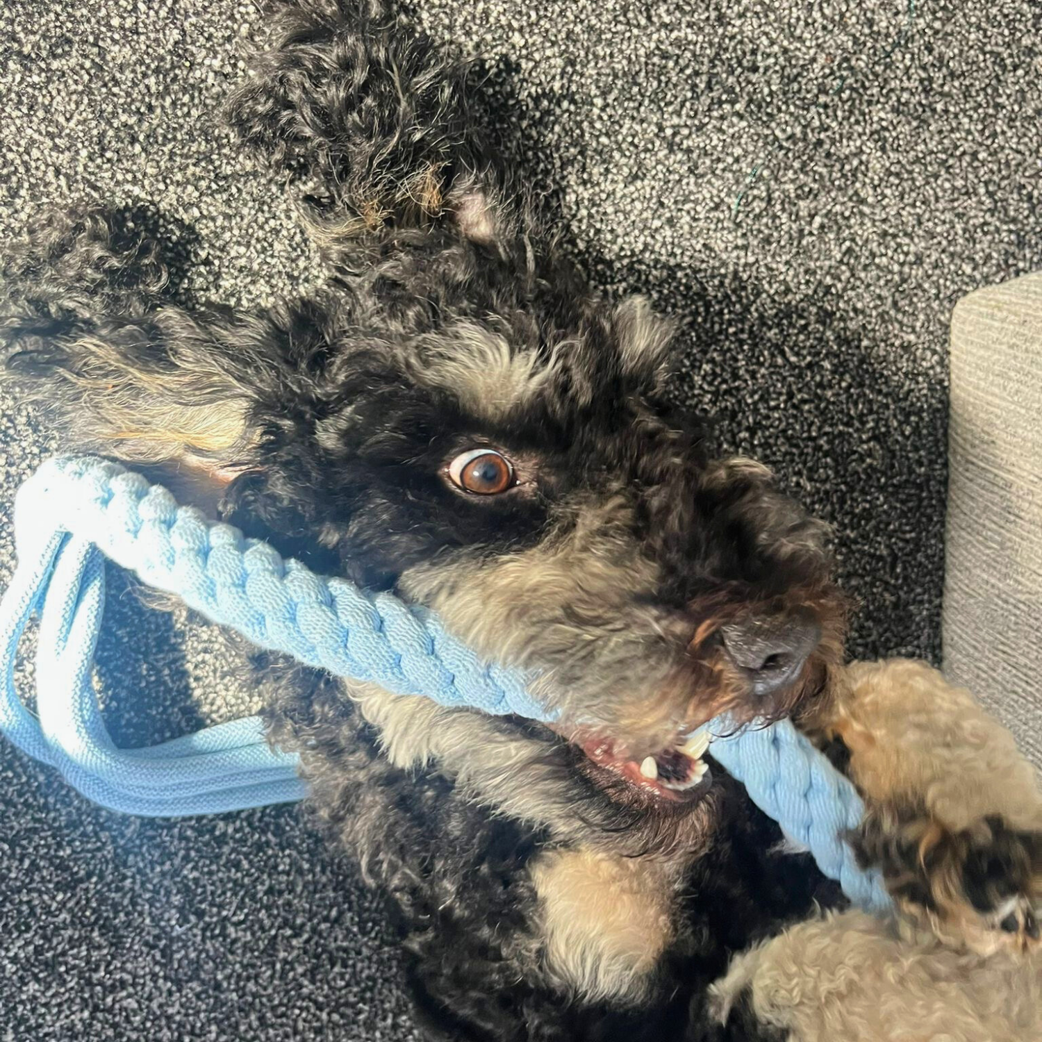 Tassel Tug Dog Toy image 2