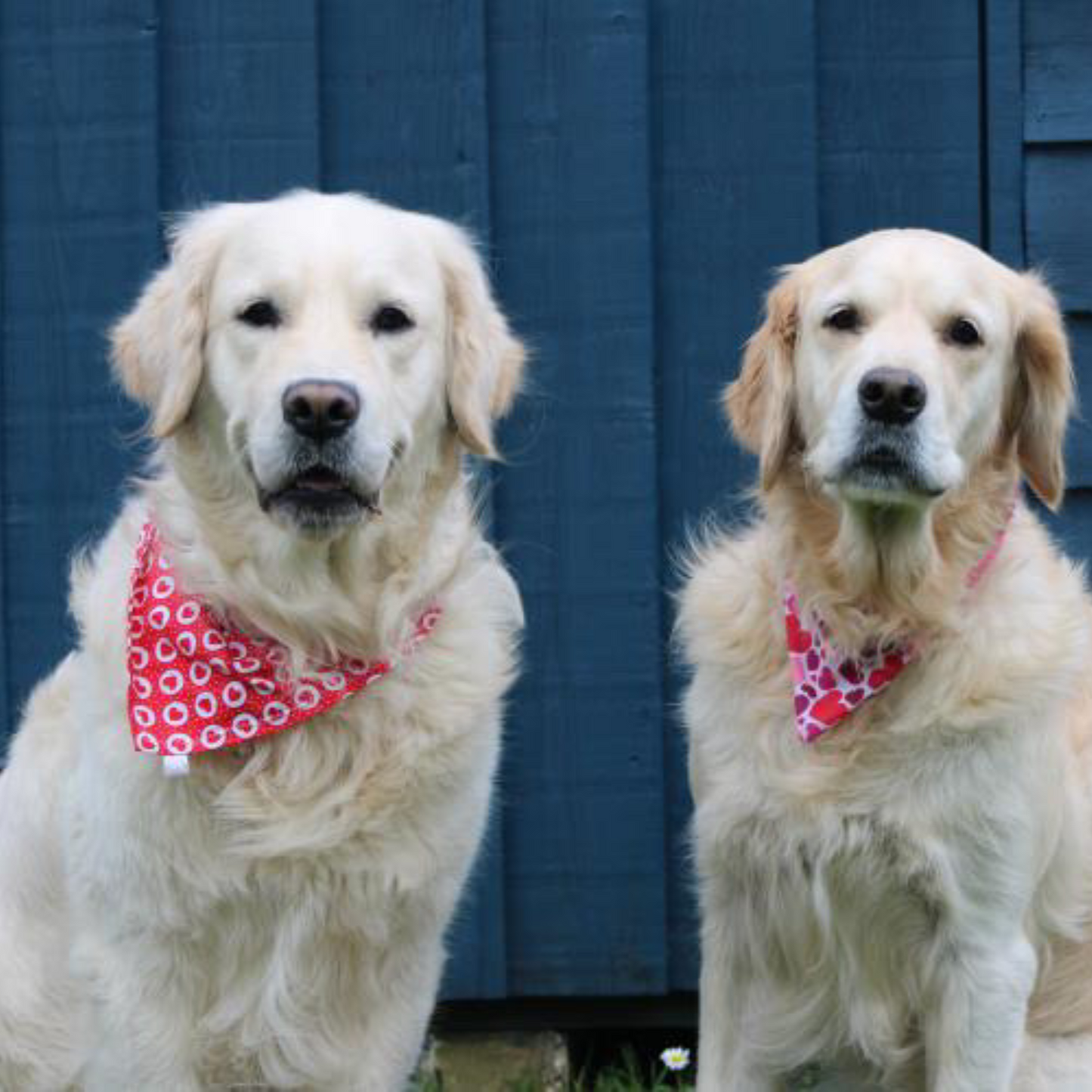 Heart Scrunchie Dog Bandana image 5