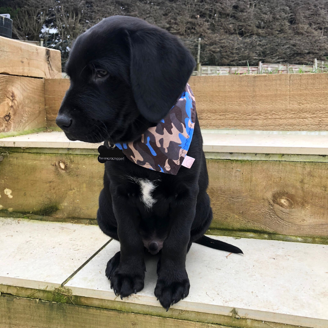 Blue Camo Dog Bandana image 1