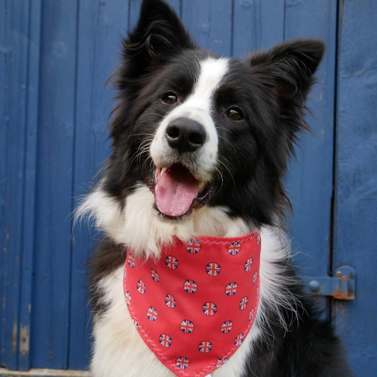 Union Jack Dog Collar Bandana image 0