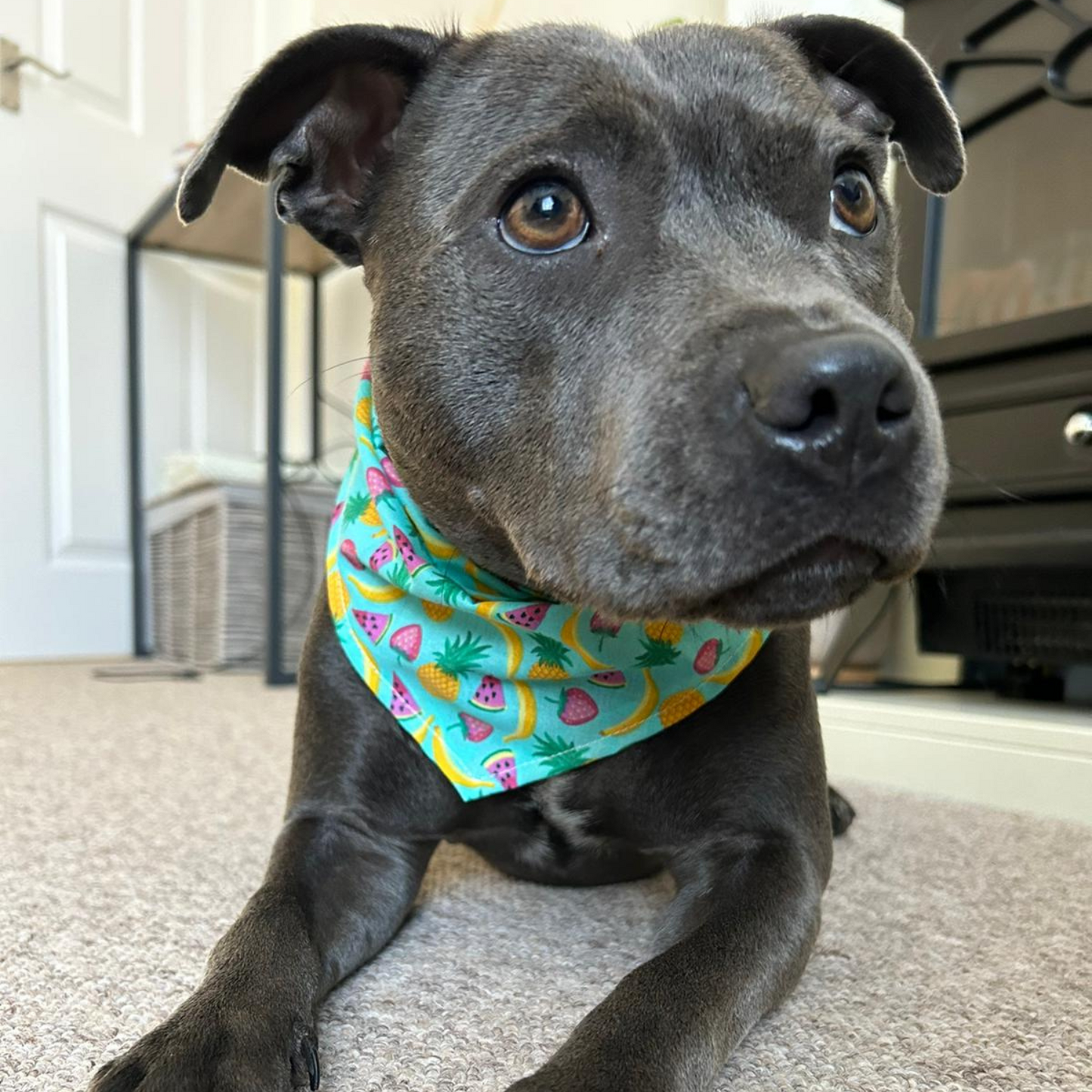 Tropical Fruit Dog Collar Bandana image 1