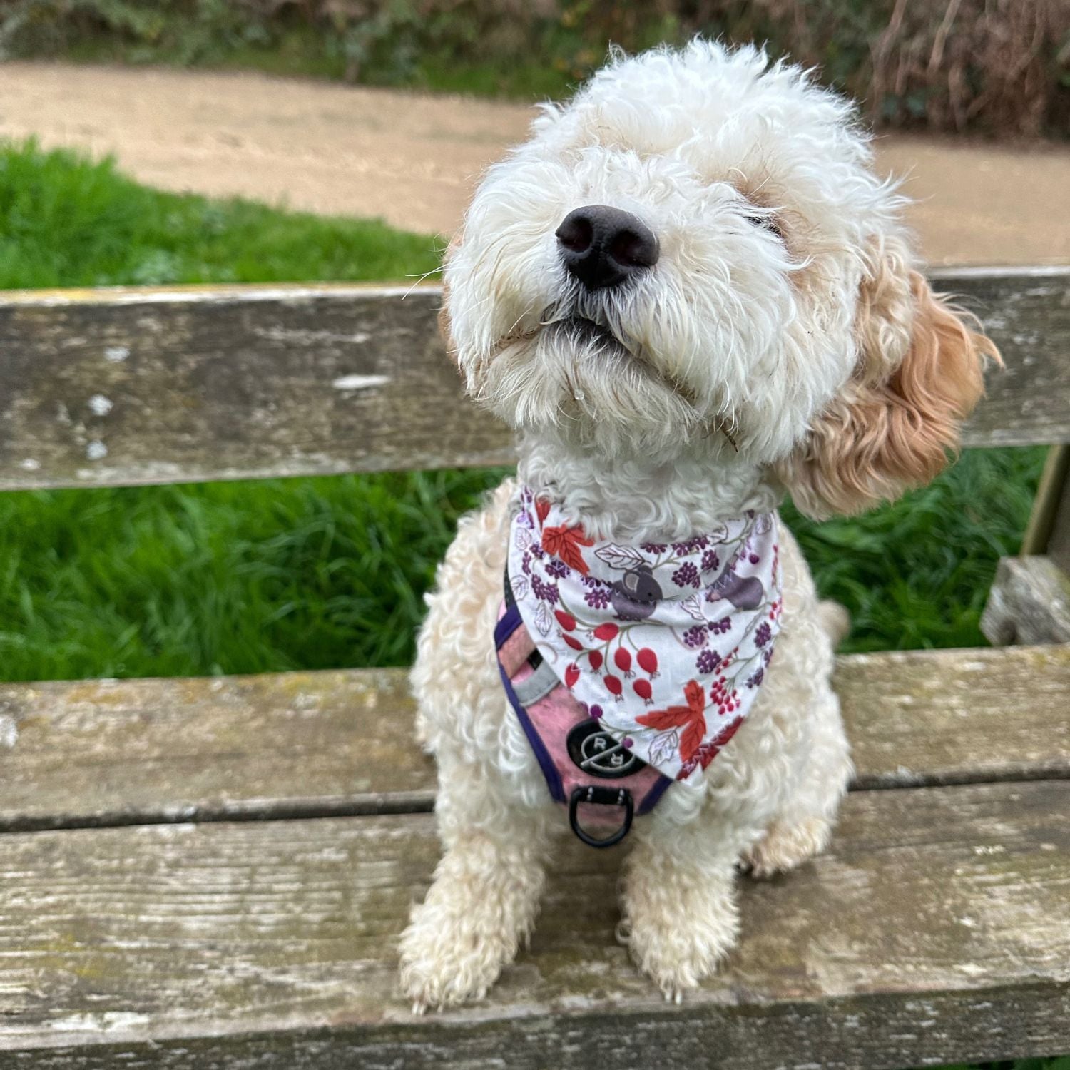 Autumn Leaves Dog Bandana image 2