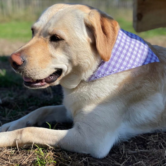 Purple Gingham Dog Collar Bandana image 2