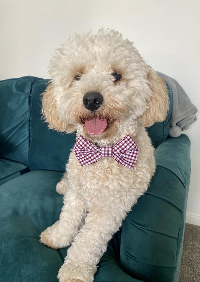 Gingham Dog Bow Tie image 1