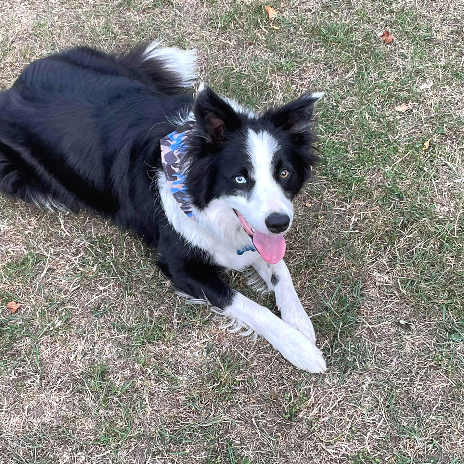 Blue Camo Dog Bandana image 4